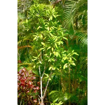 Mahogany Plants